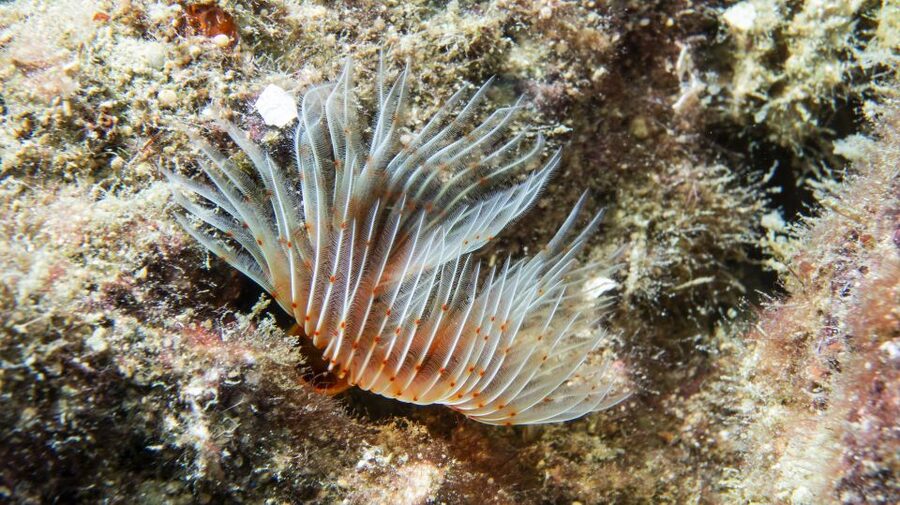 Alanya: 2 Guided Scuba Dives with Lunch and Hotel Transfers - Starting With Hotel Pickup in Alanya