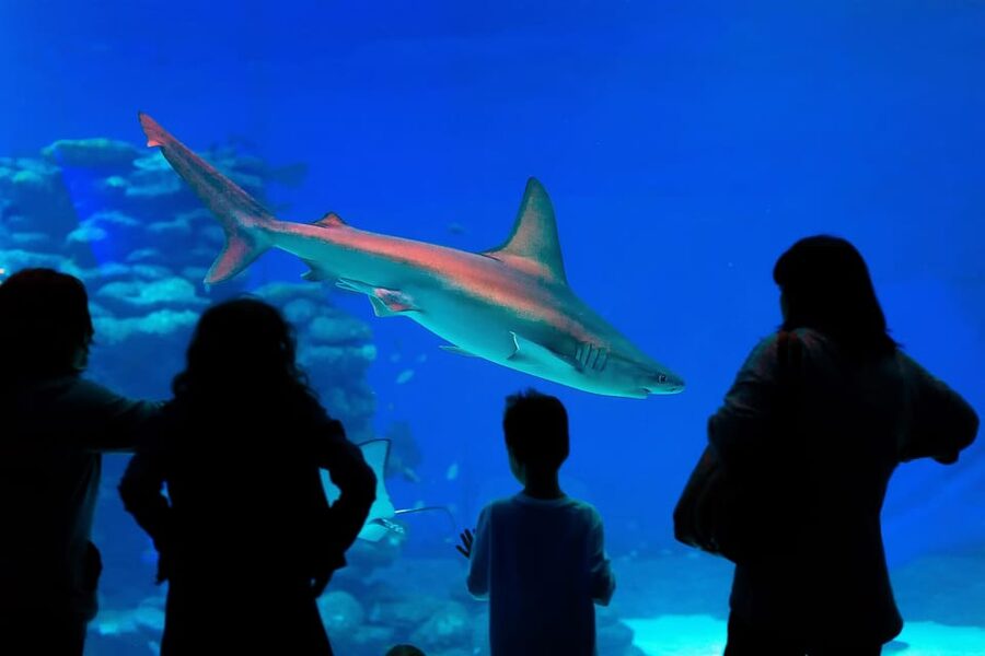 Antalya: Aquarium and Wax Museum Entry Ticket - Crocodiles, octopuses, moray eels, and smaller creatures