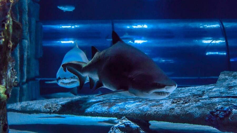 Antalya: Aquarium and Wax Museum Entry Ticket - How long should you allow?