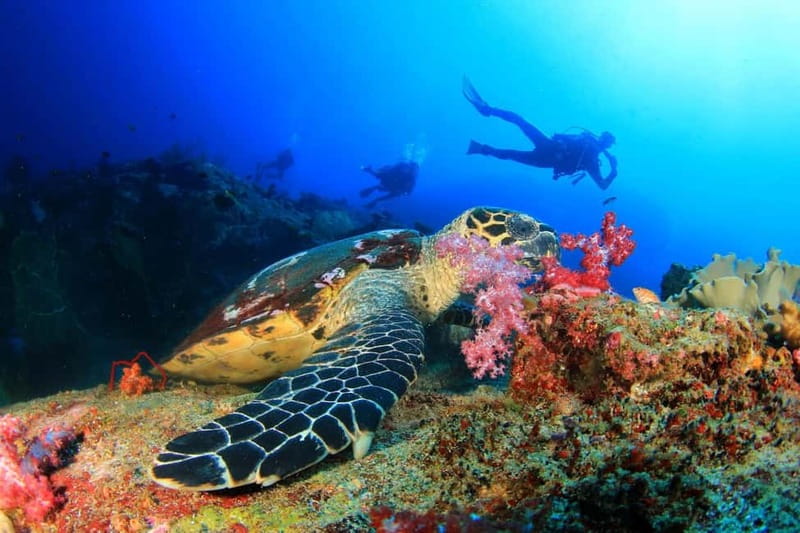 Antalya/Kemer: 2 Dives Scuba Diving Trip with Lunch - Safety practice before the first session