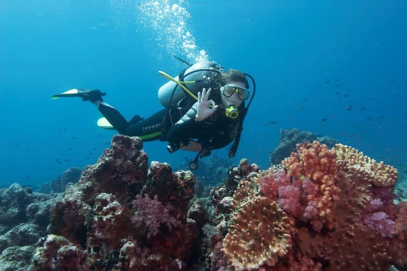 Antalya/Kemer: 2 Dives Scuba Diving Trip with Lunch - Akvaryum Koyu: the first underwater visit