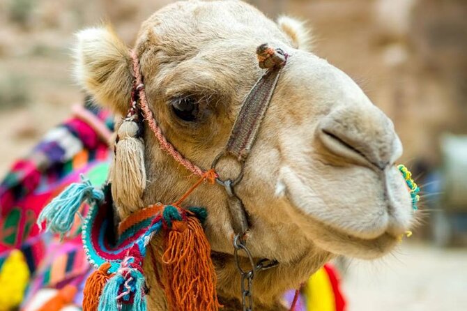 Cappadocia Camel Ride Experince Sunrise Sunset Daytime - Red Valley, Rose Valley, and Pigeon Valley Views