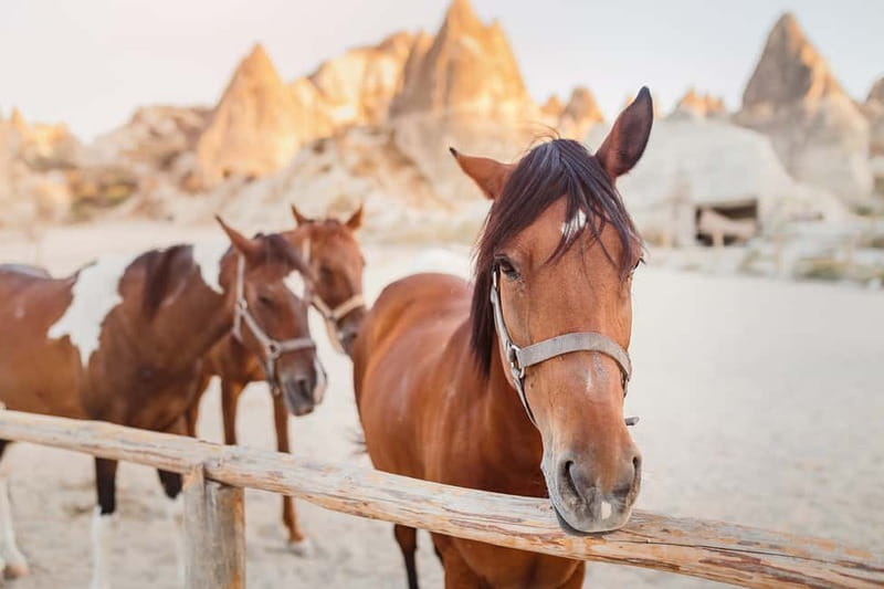 Cappadocia: Göreme Horse Riding, Fairy Chimneys w/Transfer - Apricot orchards and traditional vineyards