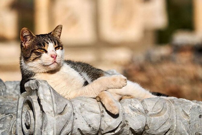 Daily Ephesus & Virgin Mary House Tour from Izmir - Walking the marble streets of Ephesus
