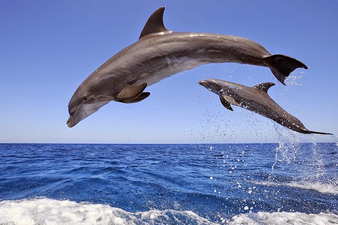 Dolphin Island Boat Trip – Swim, Sun & Lunch Included - Key points to know before booking