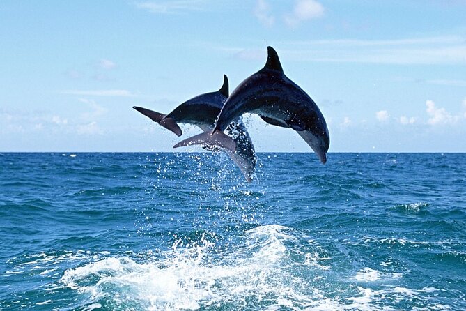 Dolphin Island Boat Trip – Swim, Sun & Lunch Included - Dolphin Island and the wildlife promise