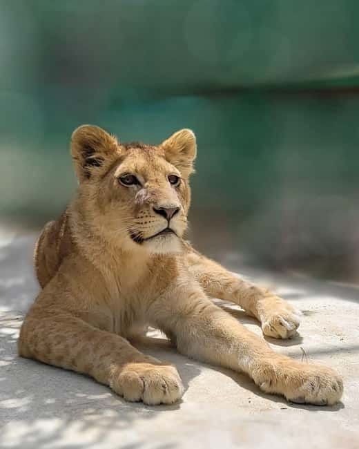From Alanya: Lion Safari & Green Canyon Splash Feast w/Lunch - Key points to know before booking