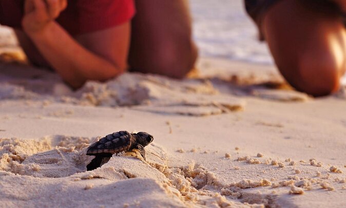 Full Day Turtle Beach Tour With Lake and Mud Baths From Marmaris - The road from Marmaris to Dalyan