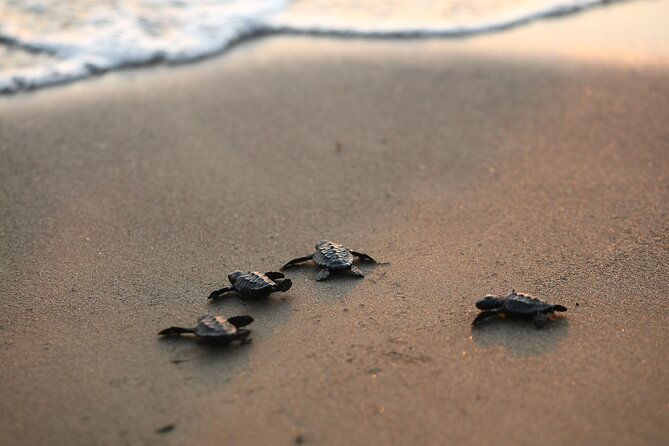 Full Day Turtle Beach Tour With Lake and Mud Baths From Marmaris - Turtle Beach and the chance to see loggerheads