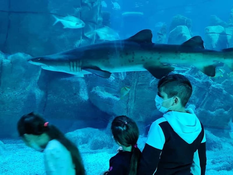 Istanbul: Aquarium Ticket and Round Trip Shuttle from Taksim - Key Points Before You Book