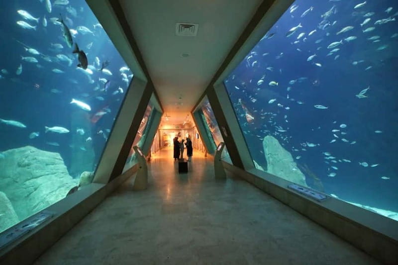 Istanbul: Aquarium Ticket and Round Trip Shuttle from Taksim - Why This Aquarium Visit Works in Istanbul