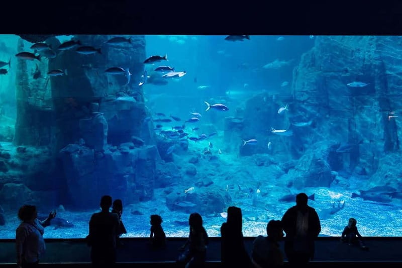 Istanbul: Aquarium Ticket with Shuttle Bus from Sultanahmet - The ride beyond Istanbul’s historic core