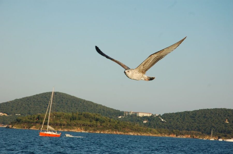 Istanbul: Princes' Islands Cruise w/Music, Lunch & Transfer - Beaches, Swimming, and Free Time
