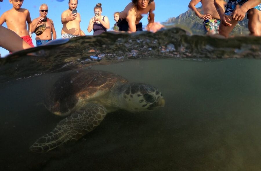 Marmaris: Dalyan Turtle Beach Tour with Mud Bath & Lunch - Turtle Beach and Caretta Caretta