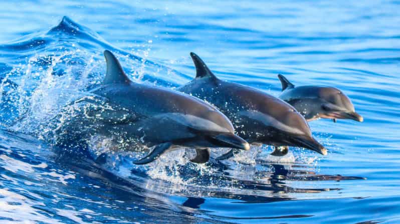 Side: Dolphin Island Boat Trip with Lunch & Unlimited Drinks - The Manavgat River mouth: the best swim of the day