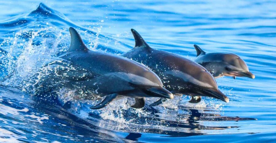 Side: Dolphin Island Boat Trip with Lunch & Unlimited Drinks - Three levels, plenty of activity, and a few practical catches
