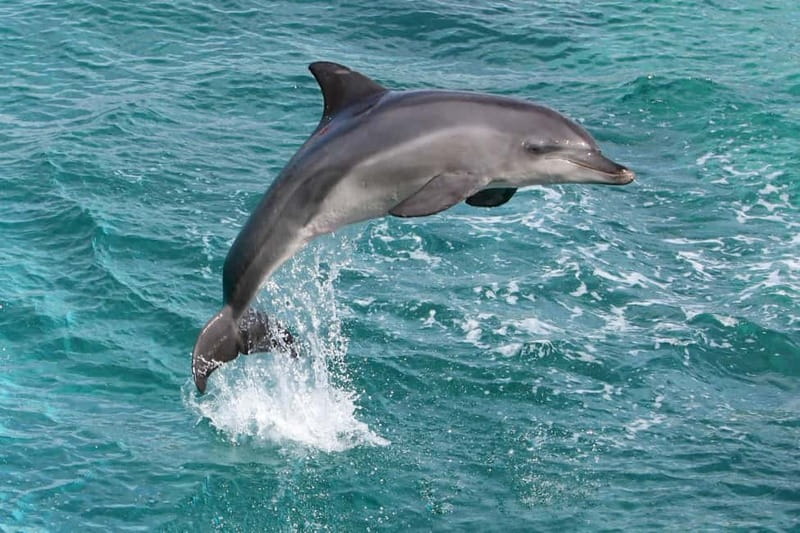 Side: Dolphins Island Cruise with Swimming Stops and Lunch - Where fresh water meets the sea