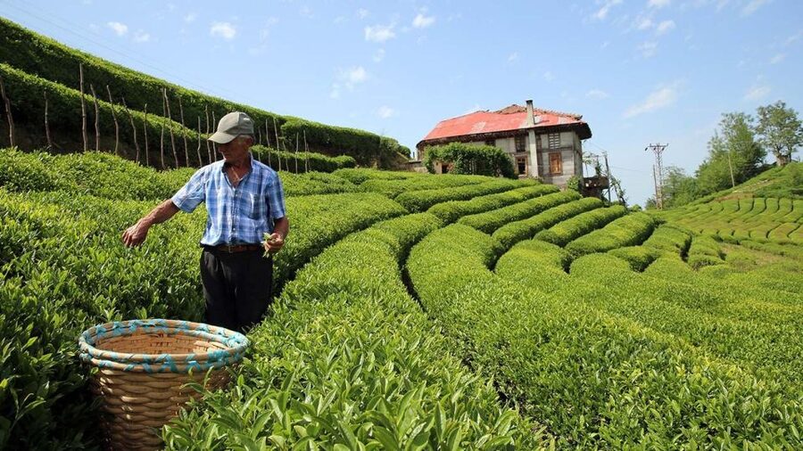 Trabzon: Uzungöl Group Tour, Explore The Nature & Taste Tea - Why This Route Works From Trabzon